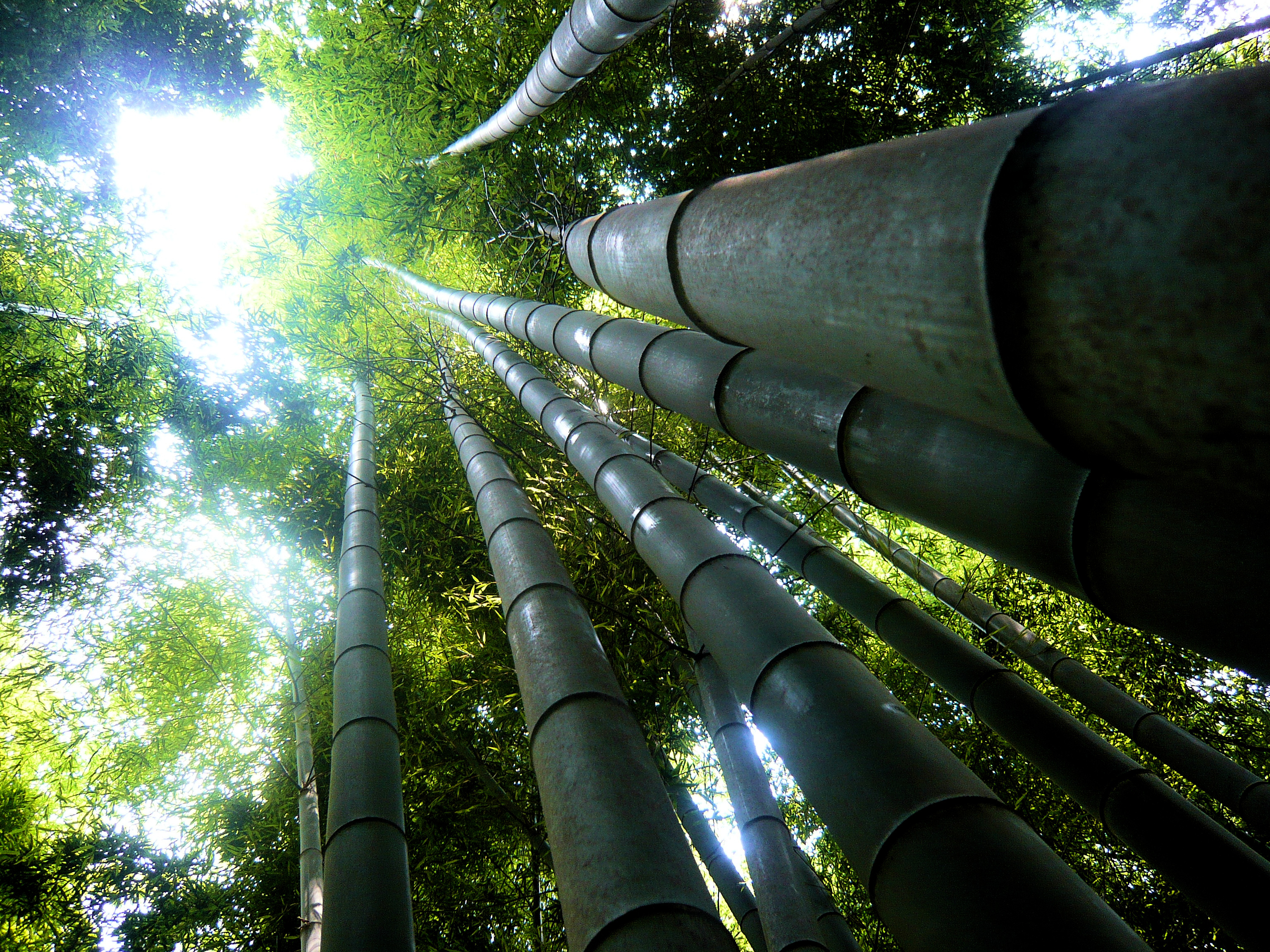 giant_bamboo_forest_-_fushimi_inari