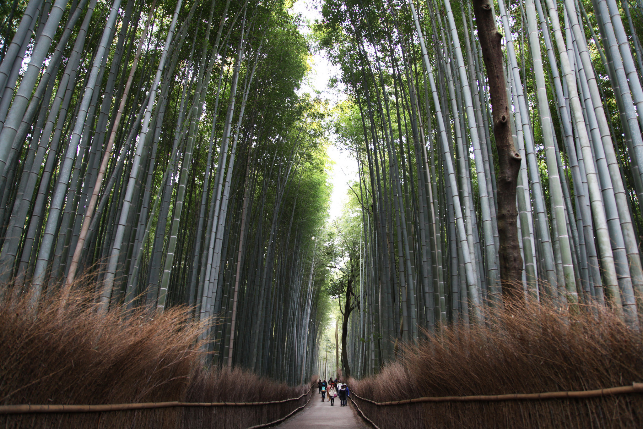 think_global_school_student_explore_arashiyamas_bamboo_forest