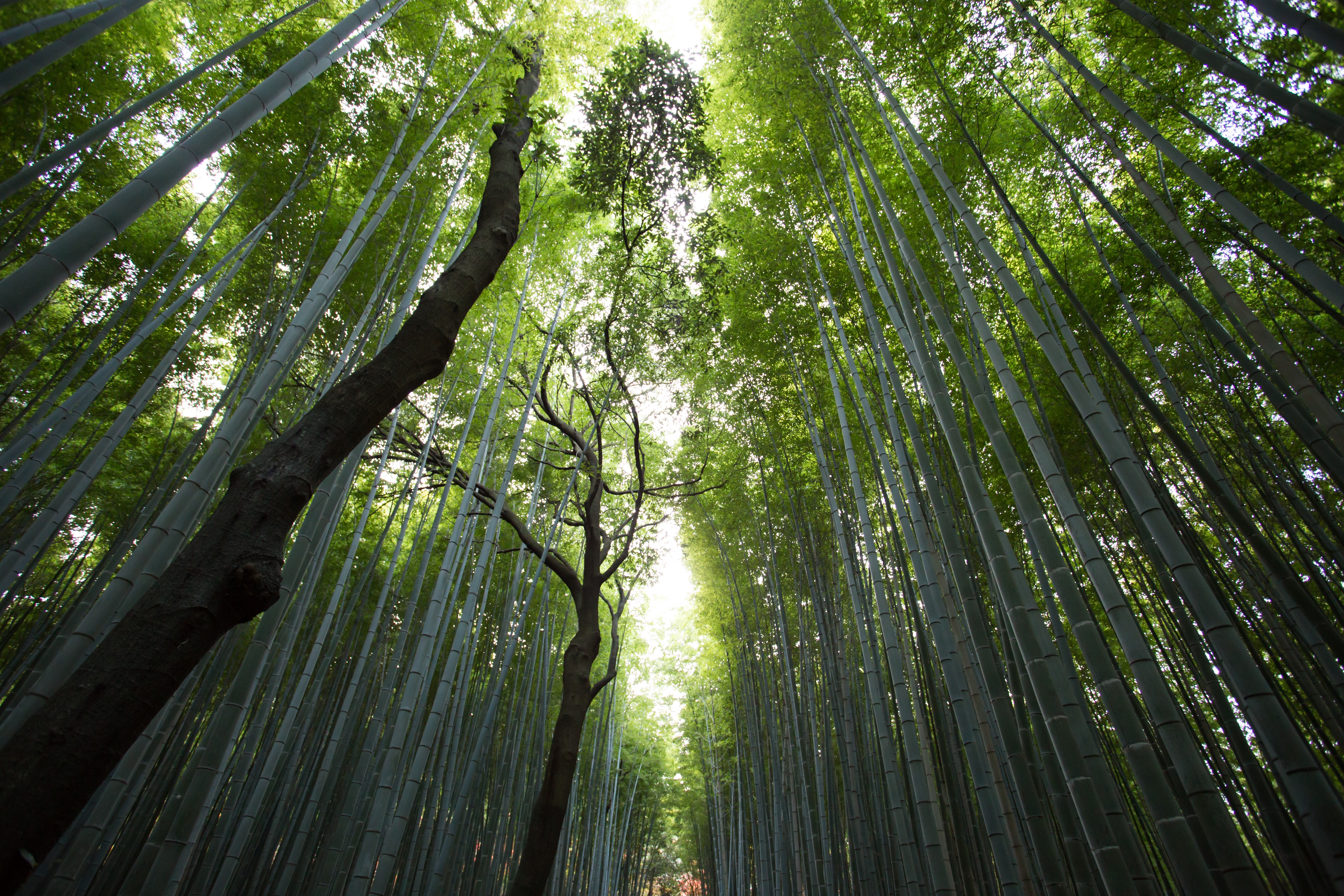 nature-forest-trees-bamboo